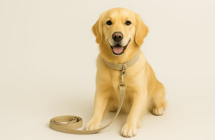 Accessoires - Duc & Dogue